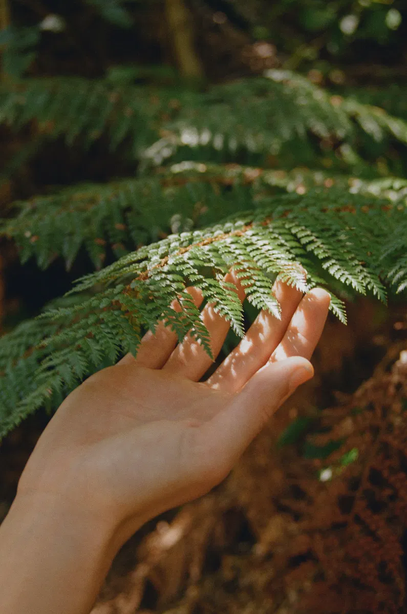 Nature as UX: What the Redwoods Taught Me About Designing Websites